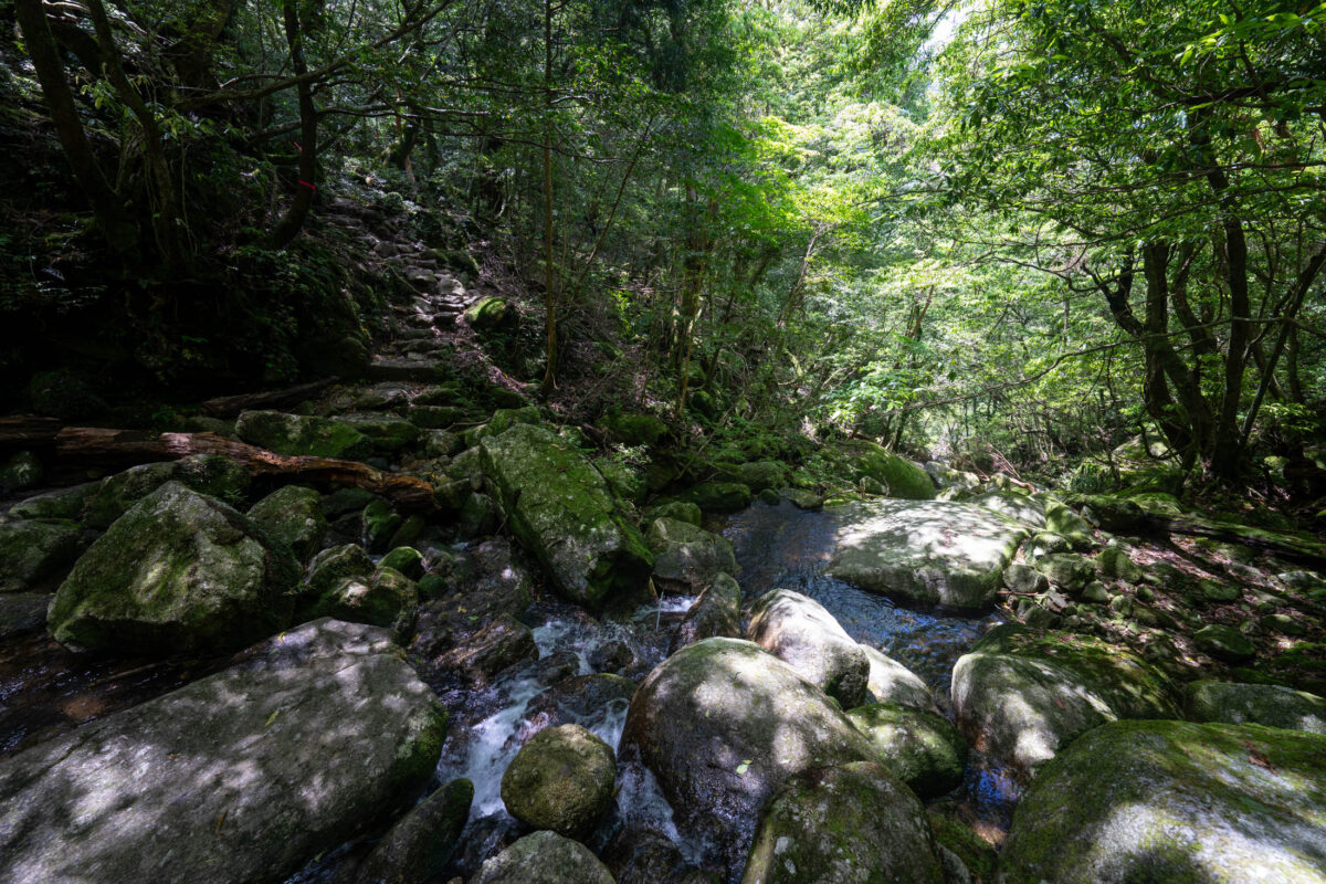 Moss-covered boulders and stream in Shiratani Unsui Gorge forest, Yakushima, Japan.