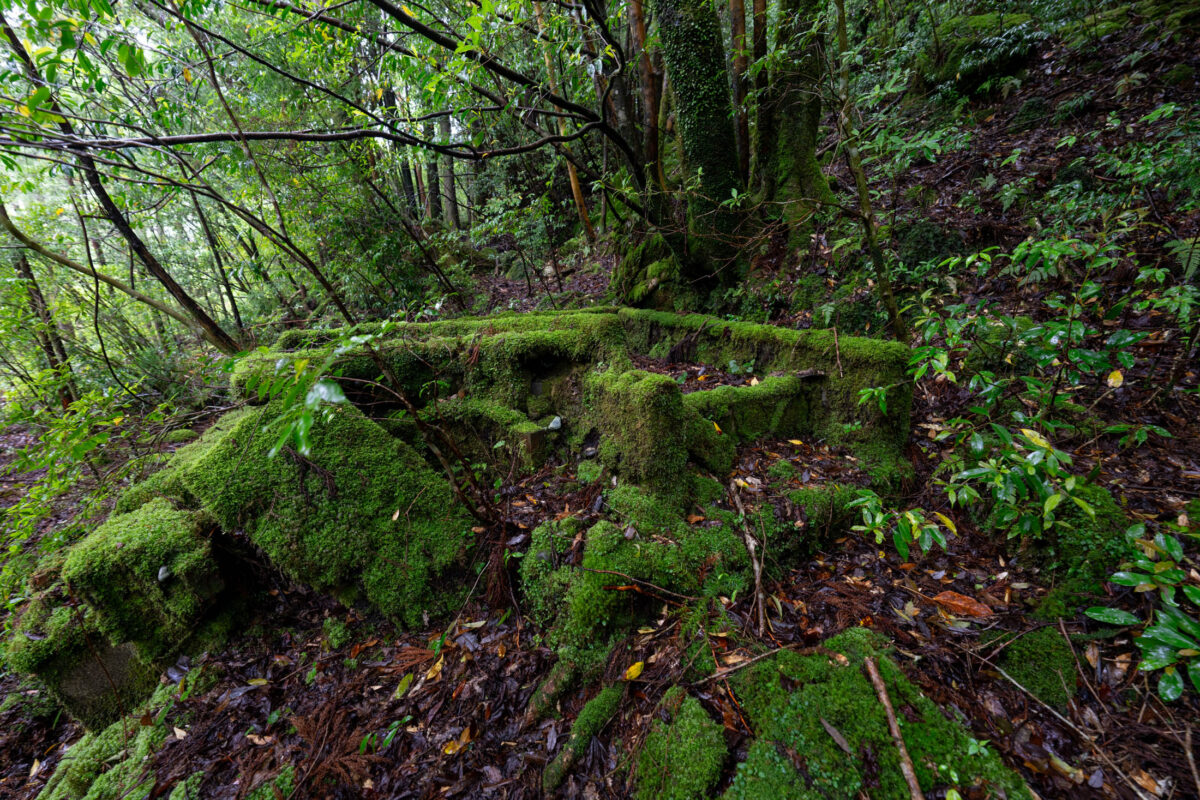 Moss-covered tree roots crossing a shaded forest trail surrounded by lush green foliage