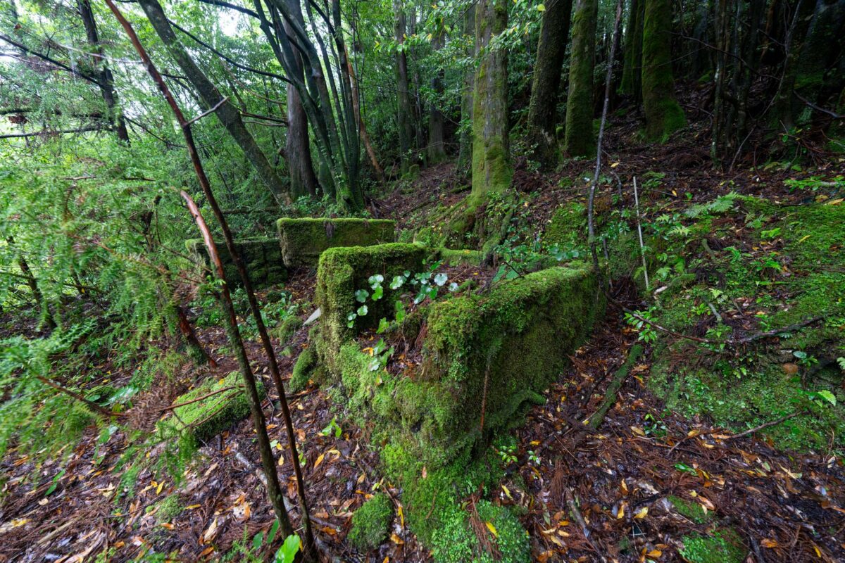 Moss-covered stone ruins on a forest slope in a lush green woodland