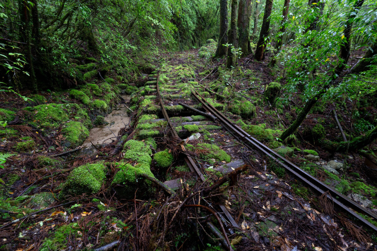Overgrown forest trail with abandoned mossy railway tracks disappearing into dense green canopy.