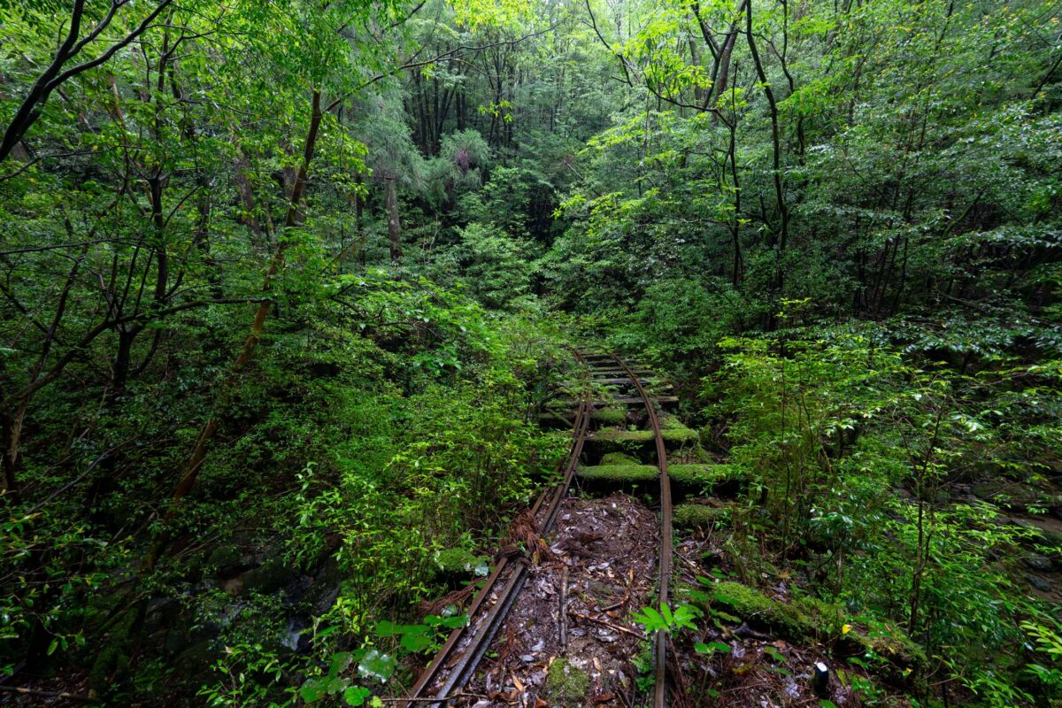 Overgrown railroad tracks disappearing into dense green forest, abandoned railway line in Japan