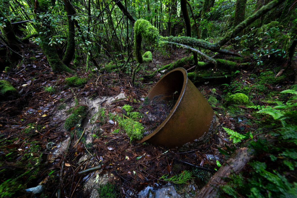 Rusted metal pipe half buried in mossy forest undergrowth among ferns and fallen logs