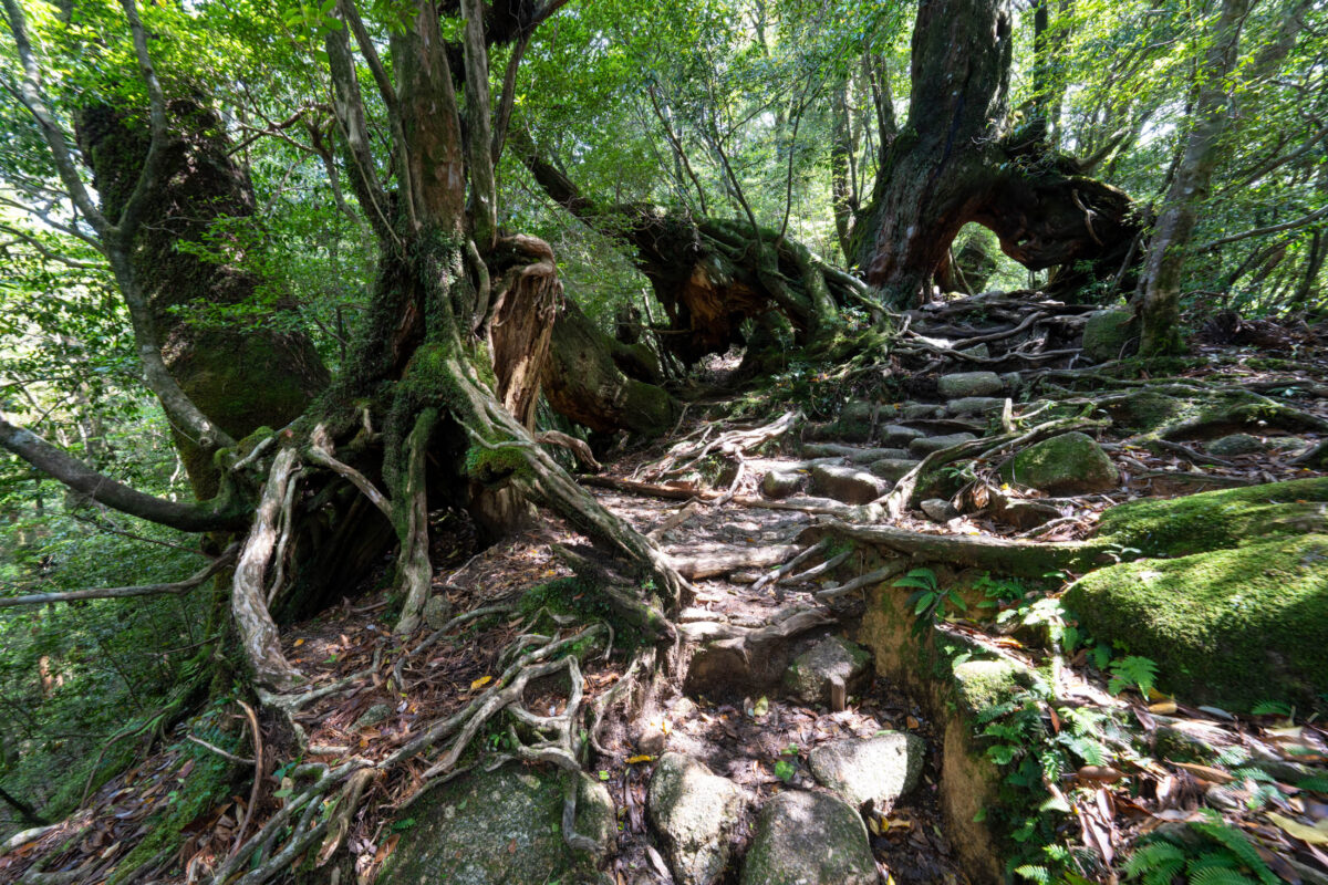 Moss-covered cedar root trail in Shiratani Unsui Gorge forest, Yakushima, Japan