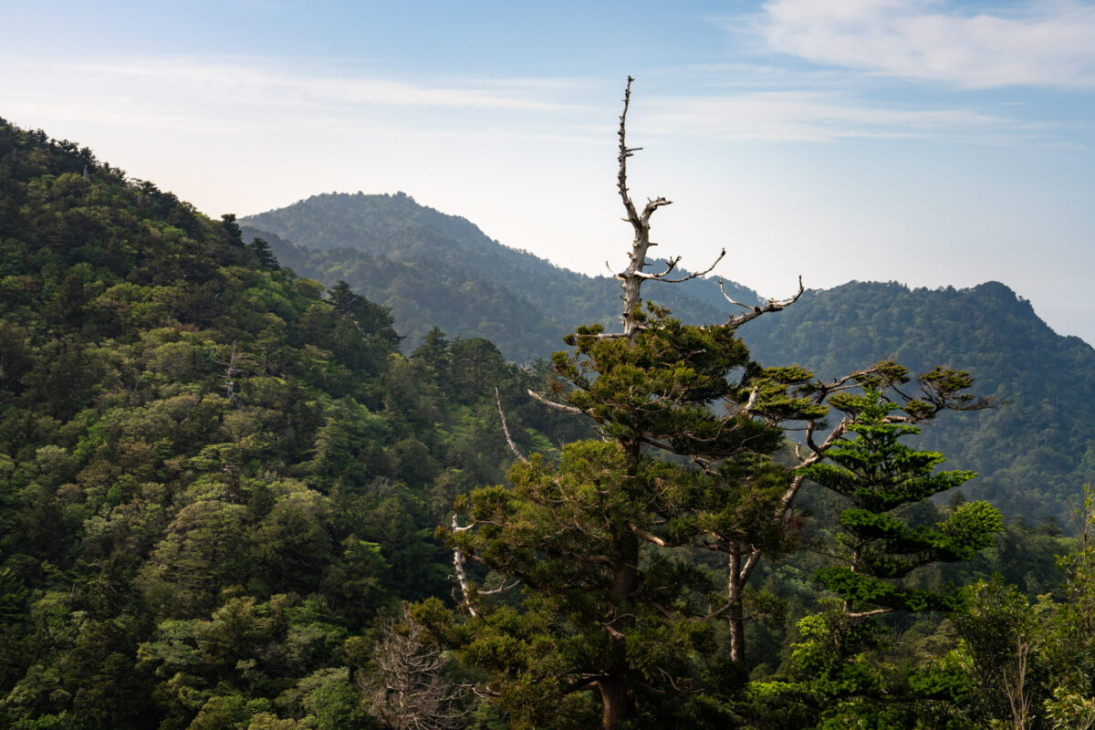 Panoramic view of Shiratani Unsui Gorge, Yakushima, with mossy trees and layered green mountains