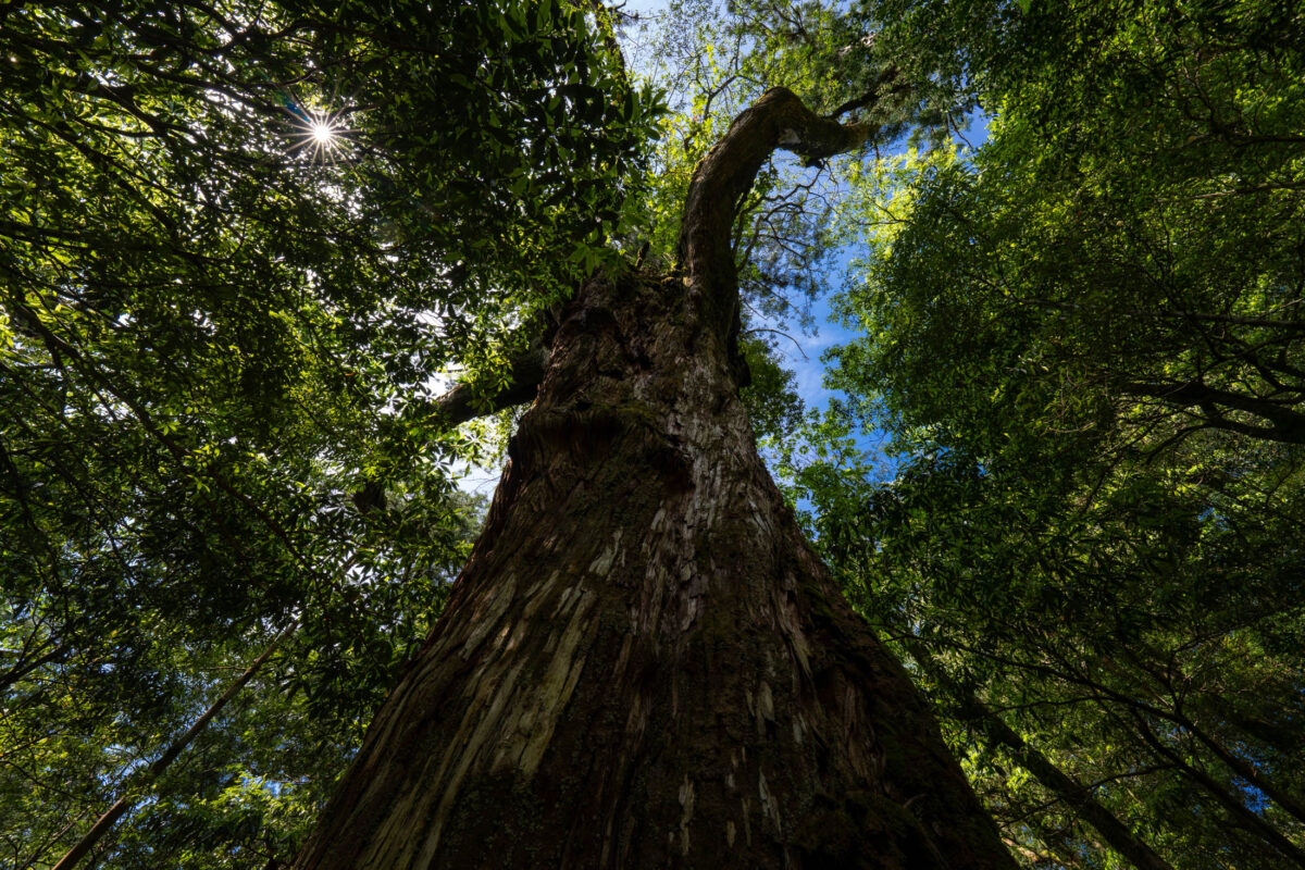 Upward view of ancient cedar in Shiratani Unsui Gorge with sunlit green canopy.
