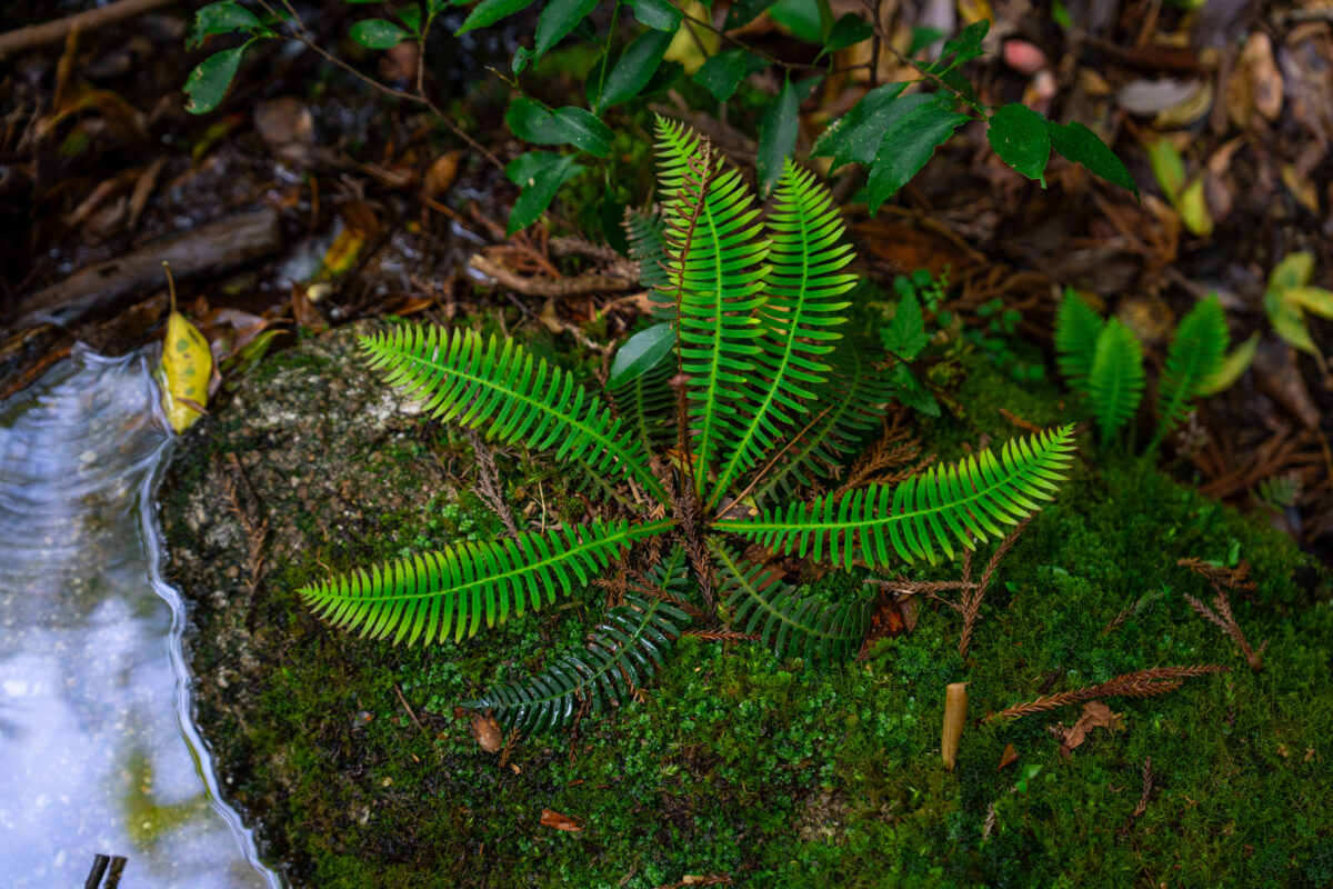 Green fern on mossy forest floor beside a stream in Shiratani Unsui Gorge, Japan.