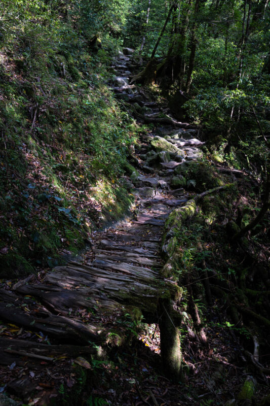 Weathered boardwalk through moss-covered forest in Shiratani Unsui Gorge, Yakushima Japan