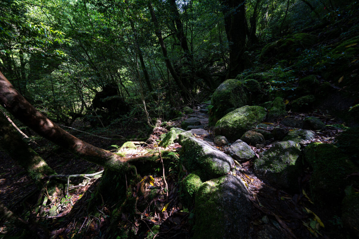 Moss-covered stone steps in Shiratani Unsui Gorge rainforest, Yakushima, Japan