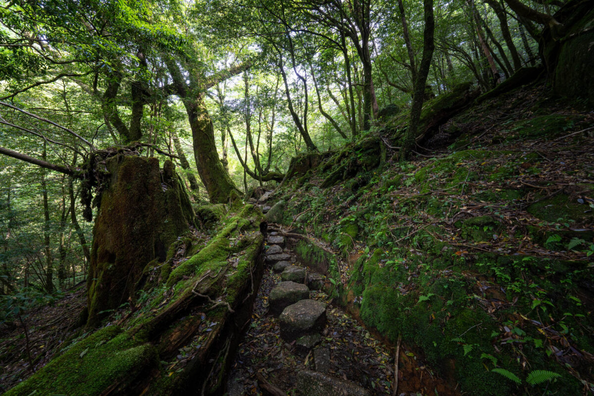 Mossy stone path through Shiratani Unsui Gorge ancient cedar forest, Yakushima Japan