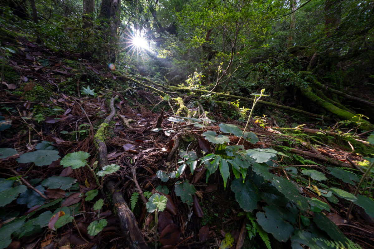 Sunburst through Shiratani Unsui Gorge mossy forest floor, Yakushima Japan