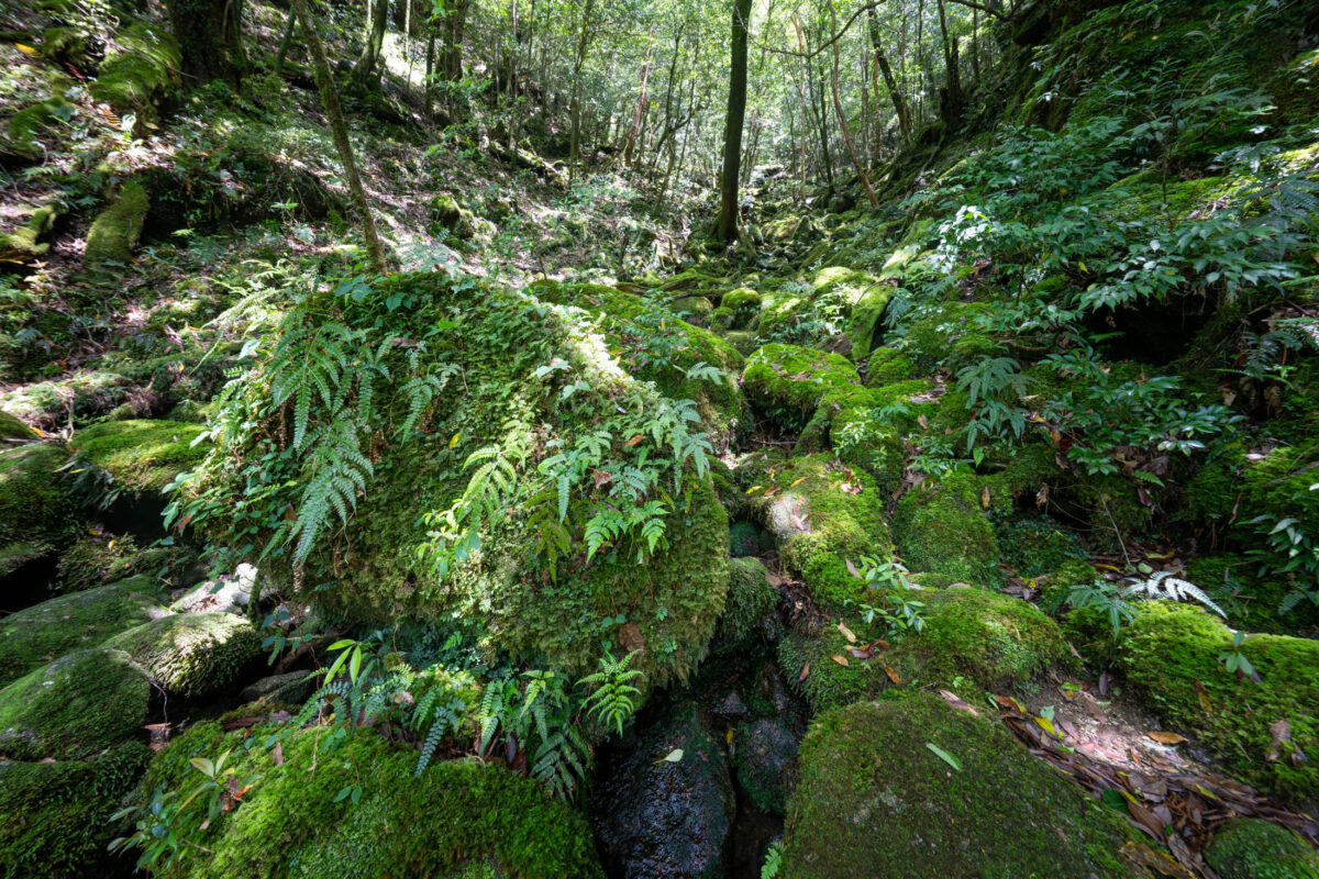 Moss-covered boulders and stream in Shiratani Unsui Gorge forest, Yakushima, Japan.