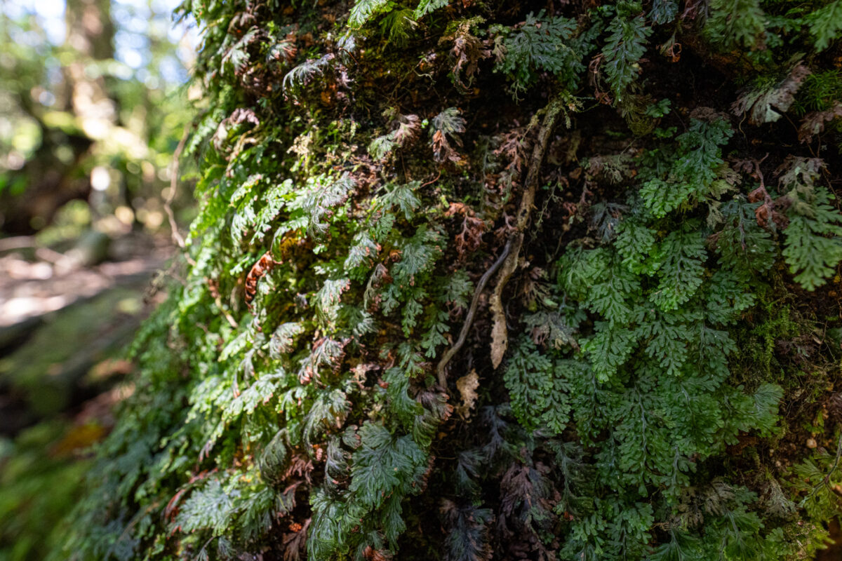 Close-up of mossy ferns in Shiratani Unsui Gorge forest, Yakushima, Japan.