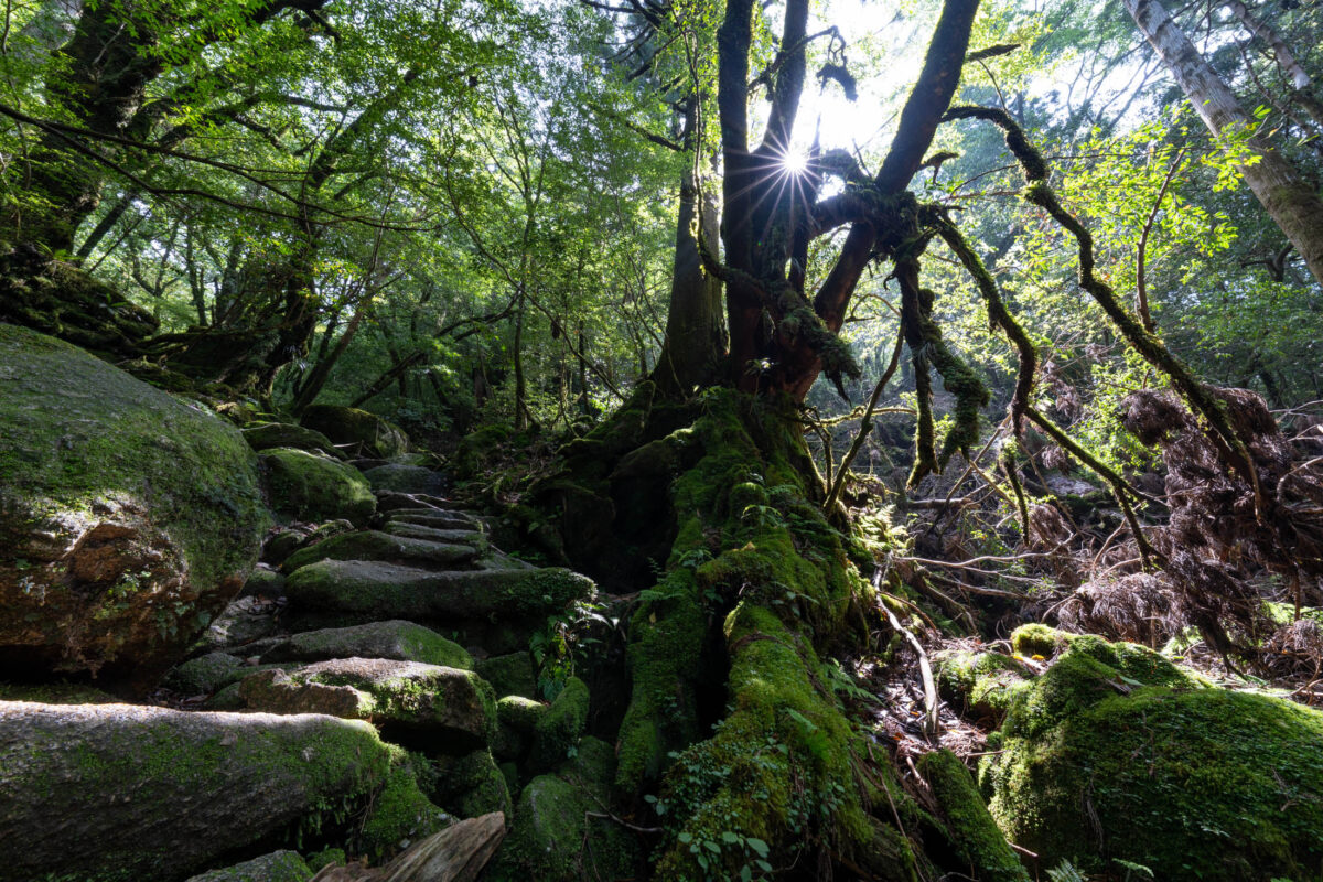 Moss-covered stone path through ancient Shiratani Unsui Gorge forest, Yakushima Japan