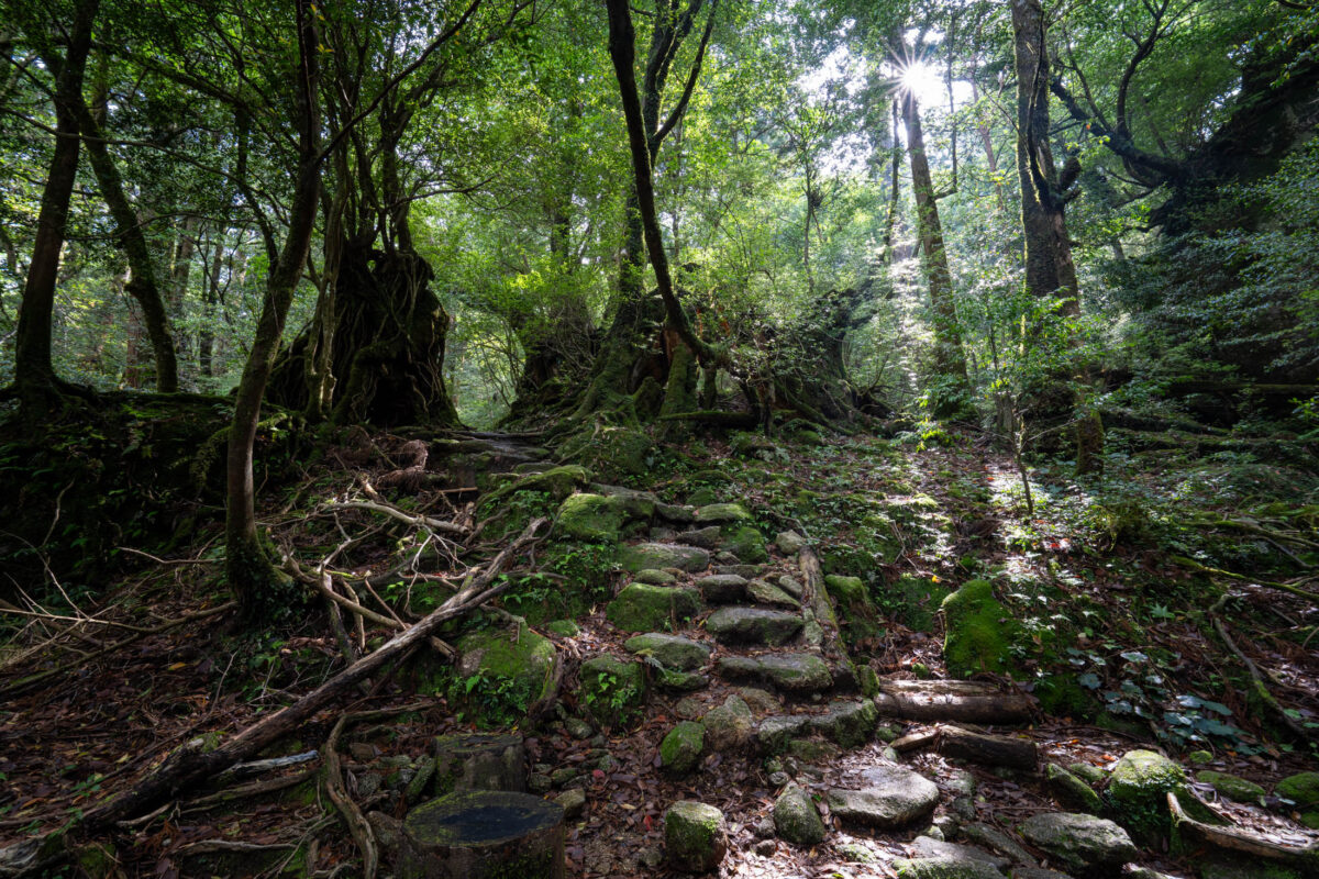 Moss-covered stone steps winding through Shiratani Unsui Gorge’s ancient cedar forest in Yakushima, Japan.