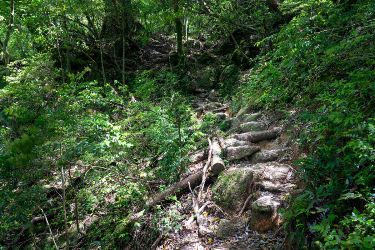 Moss-covered stone steps and roots on a lush hiking trail in Shiratani Unsui Gorge forest