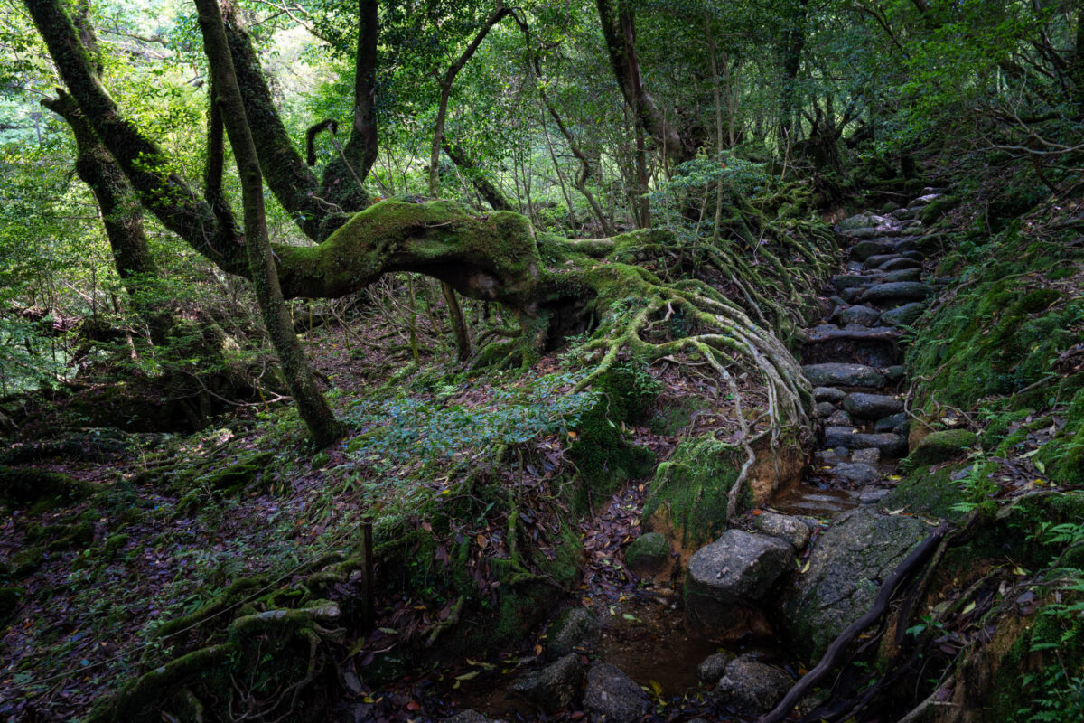 Mossy stone steps winding through Shiratani Unsui Gorge forest on Yakushima Island, Japan.