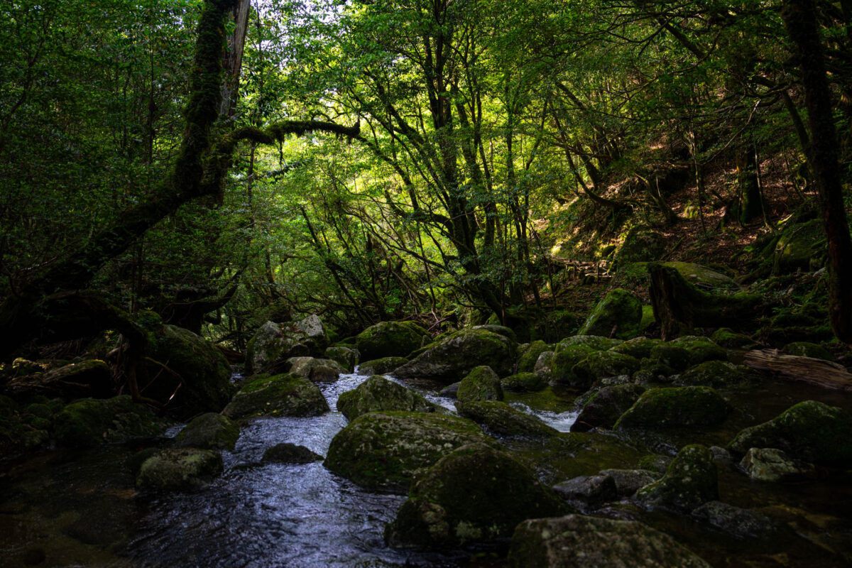 Clear stream through mossy Shiratani Unsui Gorge forest, Yakushima, Japan.