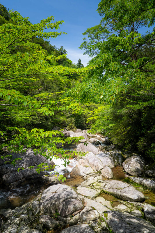 Clear stream and mossy boulders in Shiratani Unsui Gorge forest, Yakushima Japan